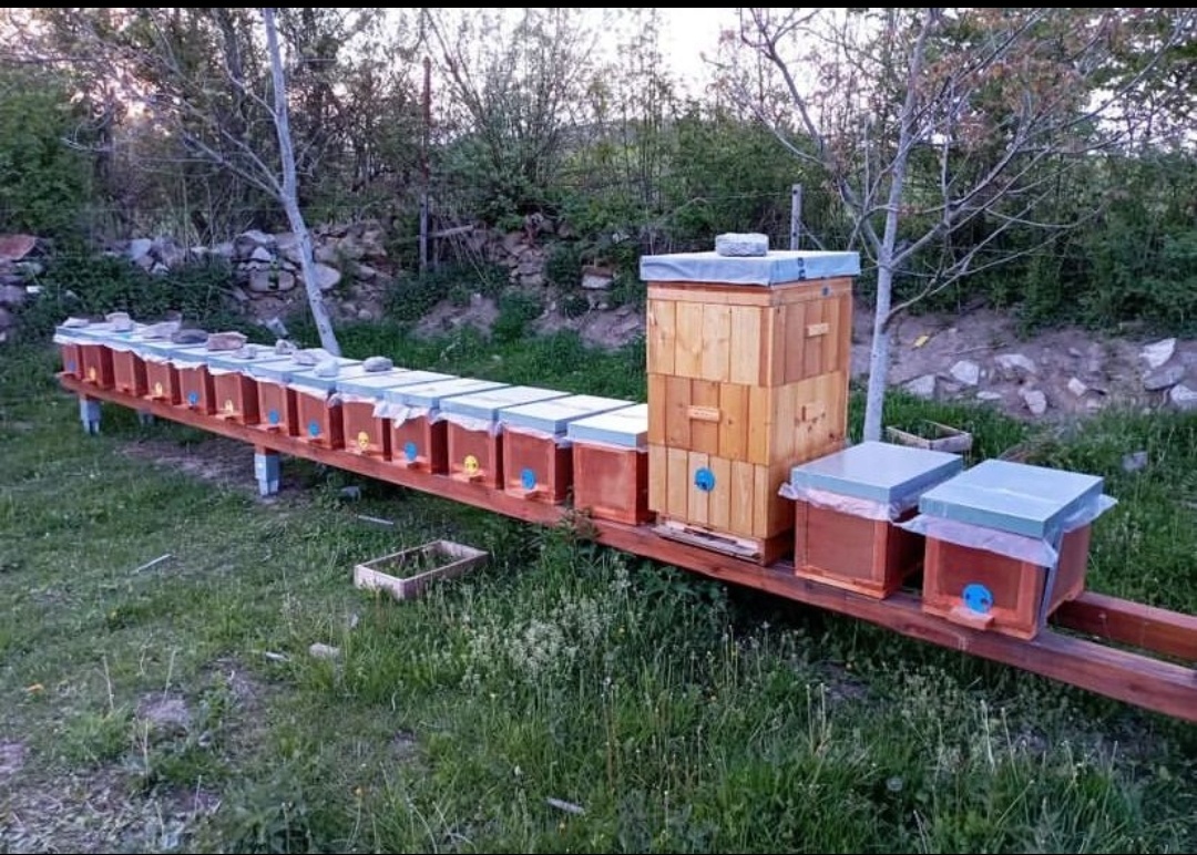 Včelí oddělky 2026 na rám. míře 39x24 - 11