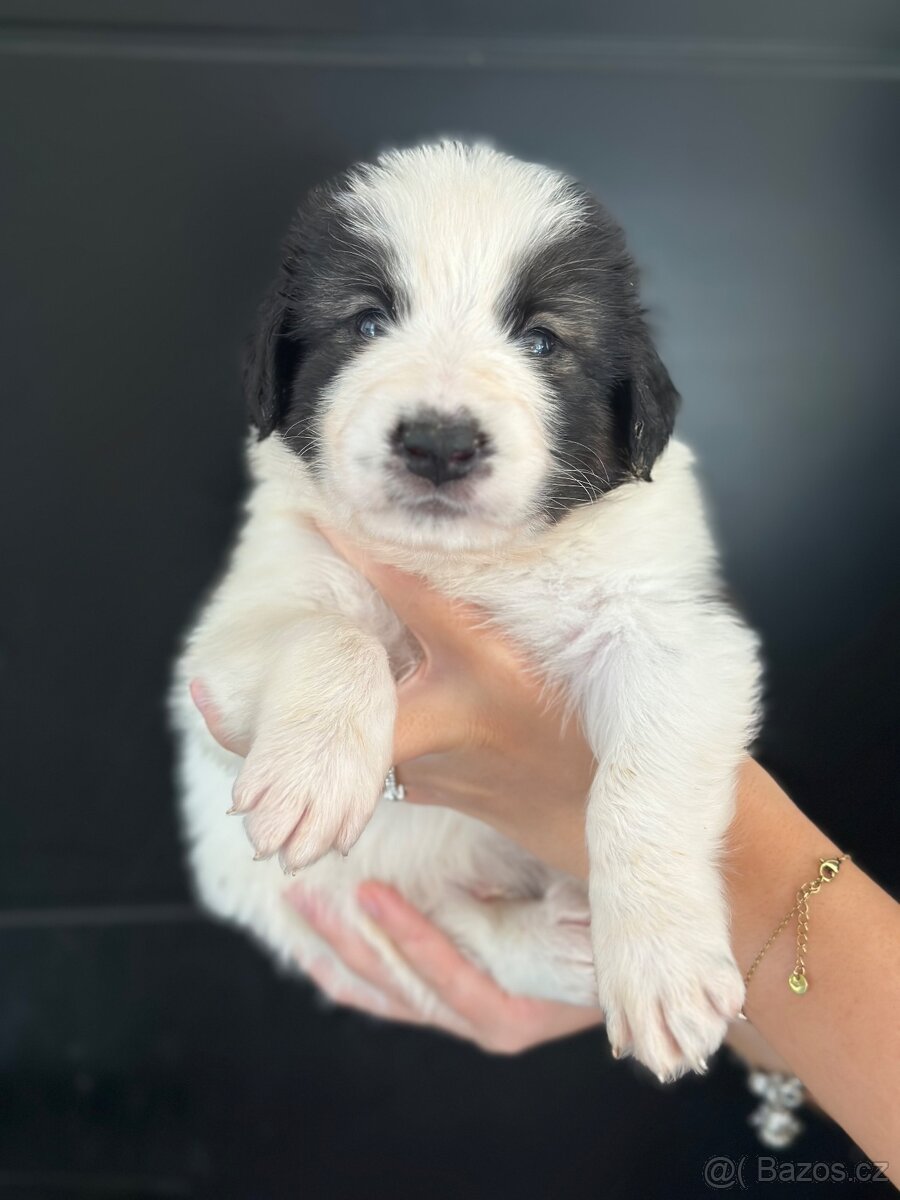 Tornjak s PP poslední 2 štěňátka - 11