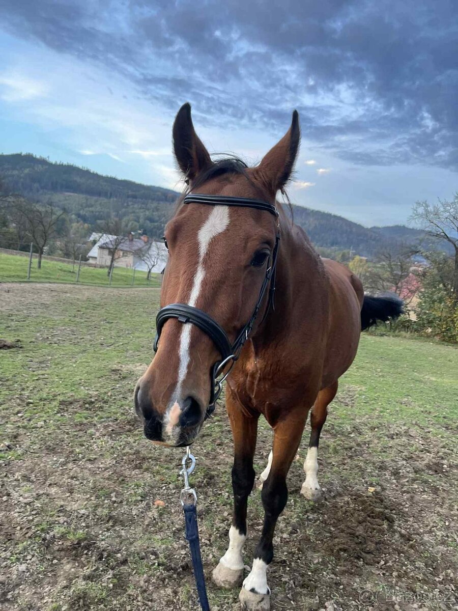 Všestranný valach - 11