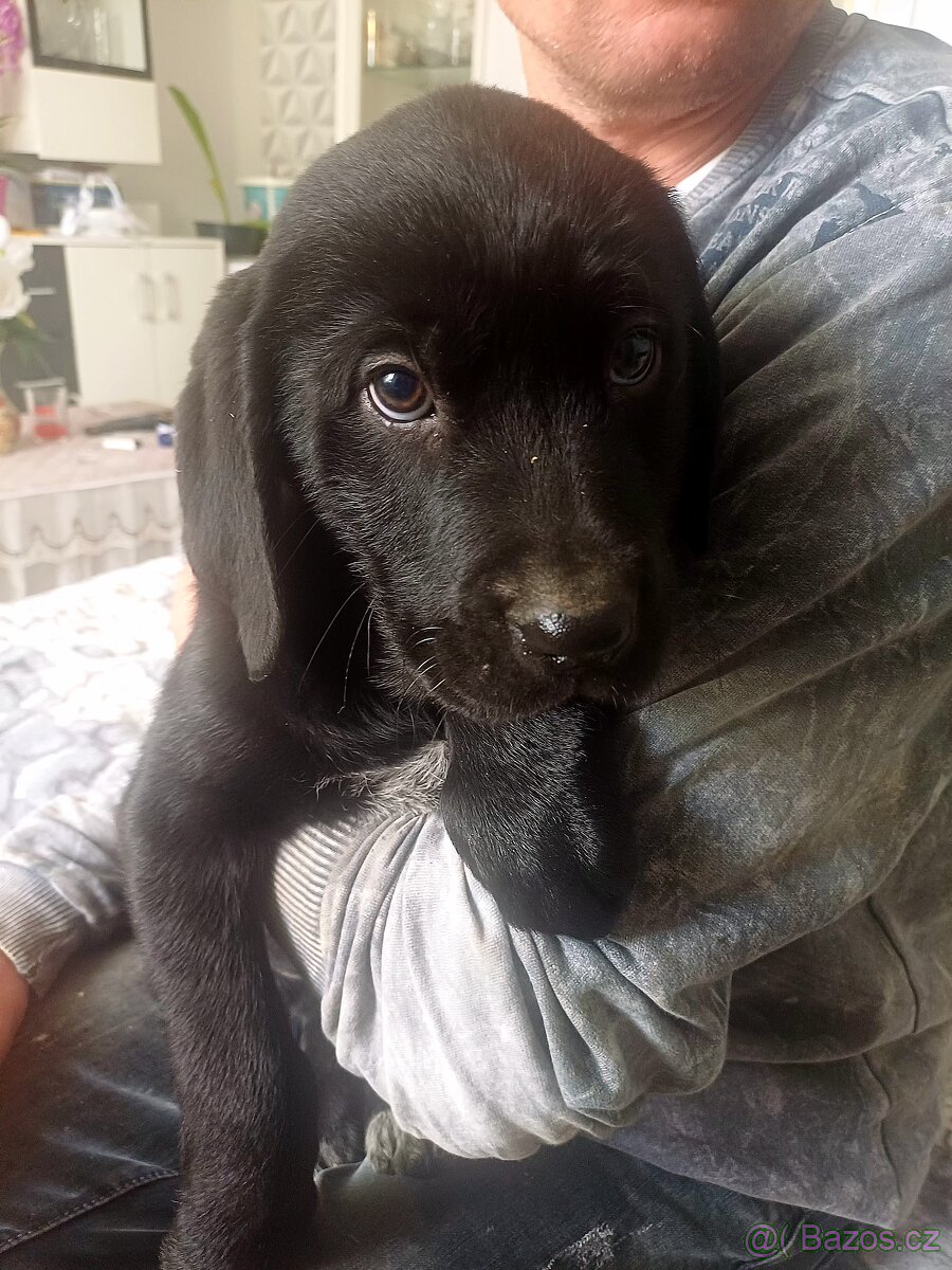 Štěňátka Labradora - 11