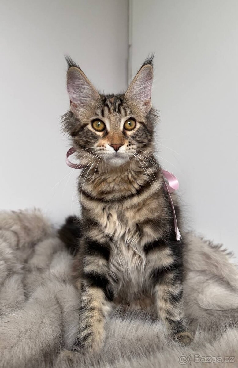 Mainská mývalí koťátka s PP - 11