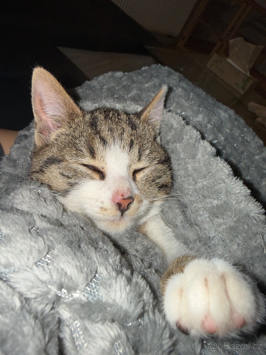 Koťátko - 11