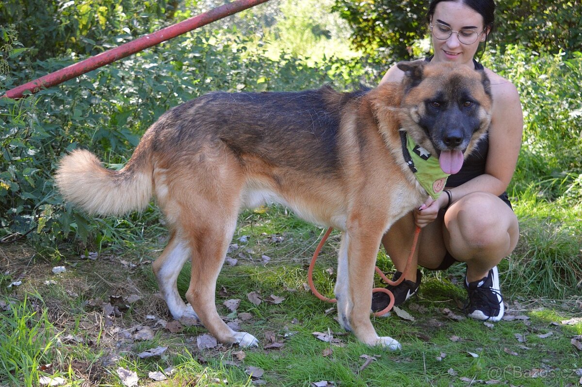 🐾 Tessar – mladý kříženec německého ovčáka a akita inu hled - 11
