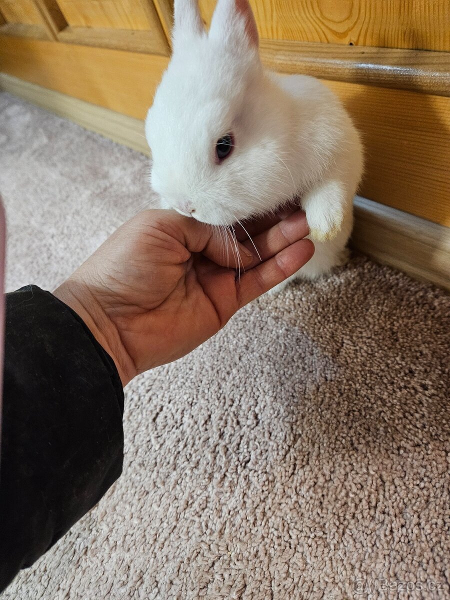 Zakrslý králík - 11