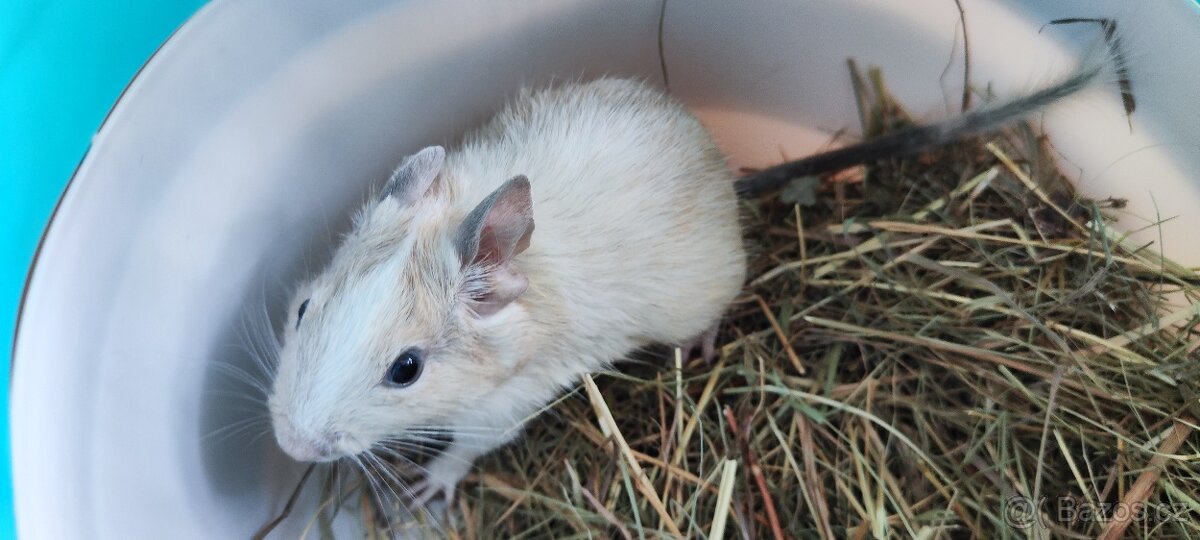 Osmák Degu s VP - 11