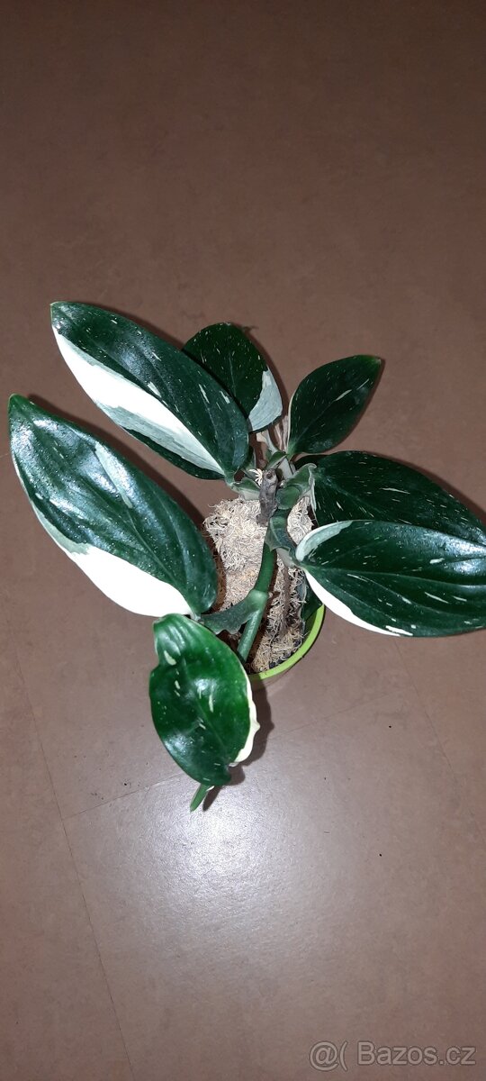 Sada zakořeněných řízků - monstery, philodendrony, synga - 11