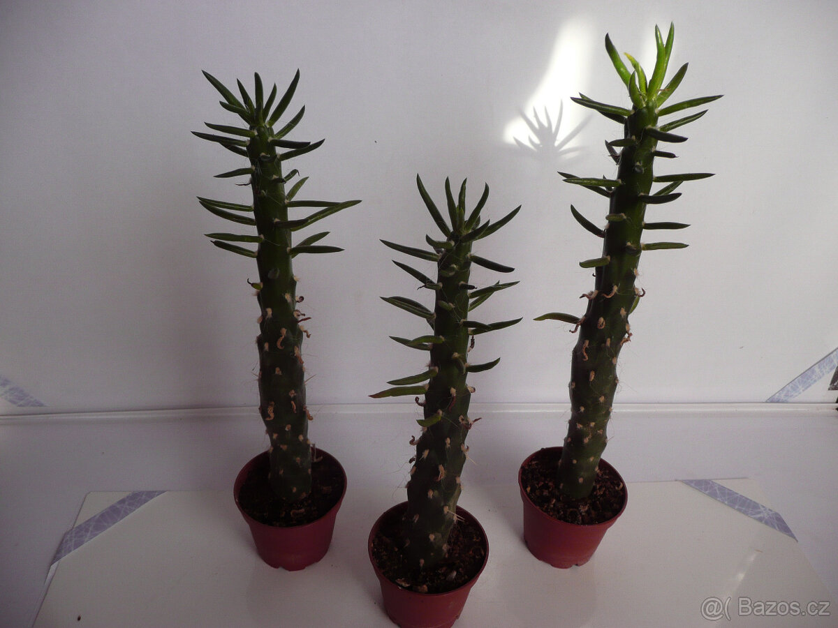 Mrazuvzdorné opuncie - 11