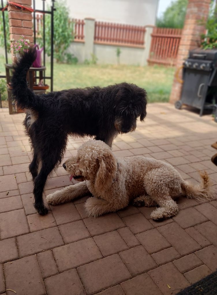 Štěně Labradoodle Draco - 11