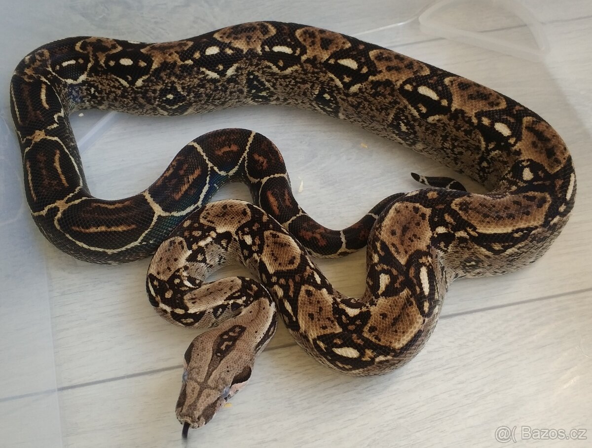 Boa imperator - DH Leopard VPI T+ Albino - 11
