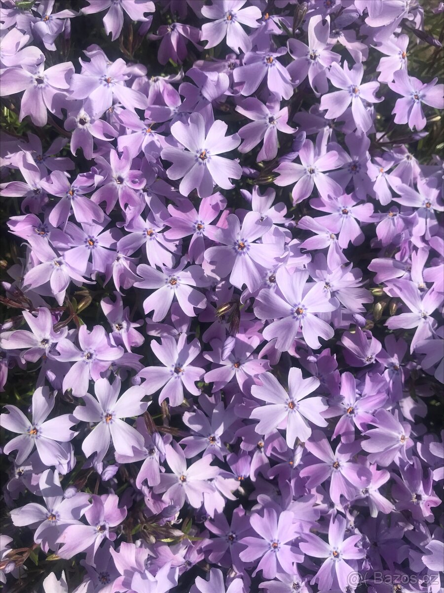 Trvalky a víceletky-LEN OSOBNÝ ODBER BRNO - 11