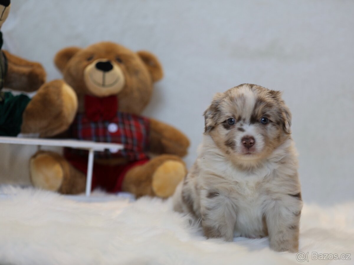 Miniaturní americký ovčák - 11