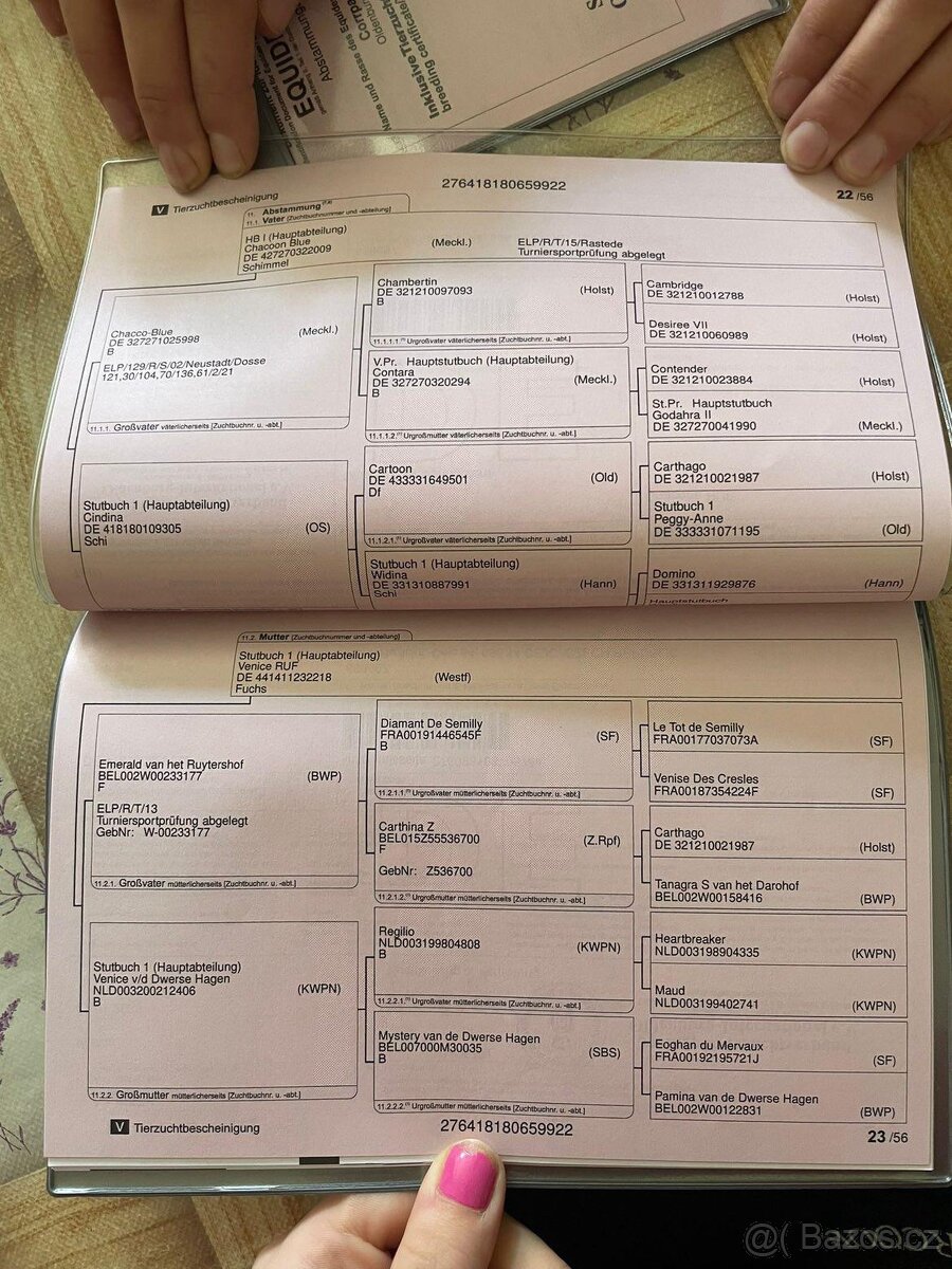 mladý valach po Chacoon Blue - 11