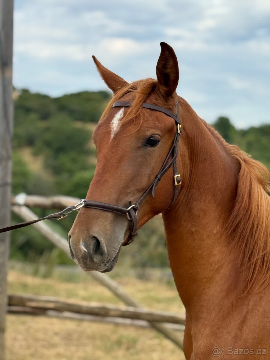 Lusitsno hřebec PSL z ověřeného spojení - 11