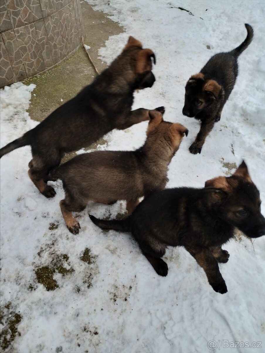 Německý ovčák - 11