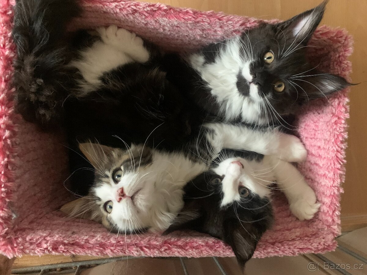 mainská mývalí kočka s PP - dva kocourci již brzo k odběru - 11