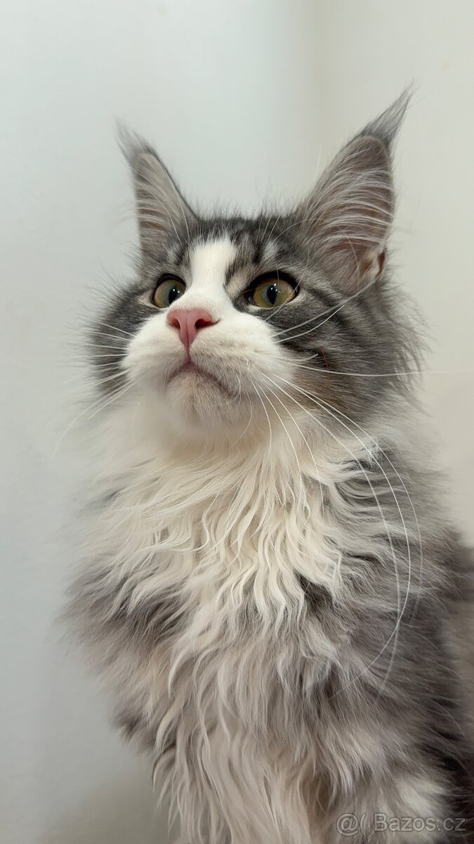 Kočka mainská mývalí s PP - 11