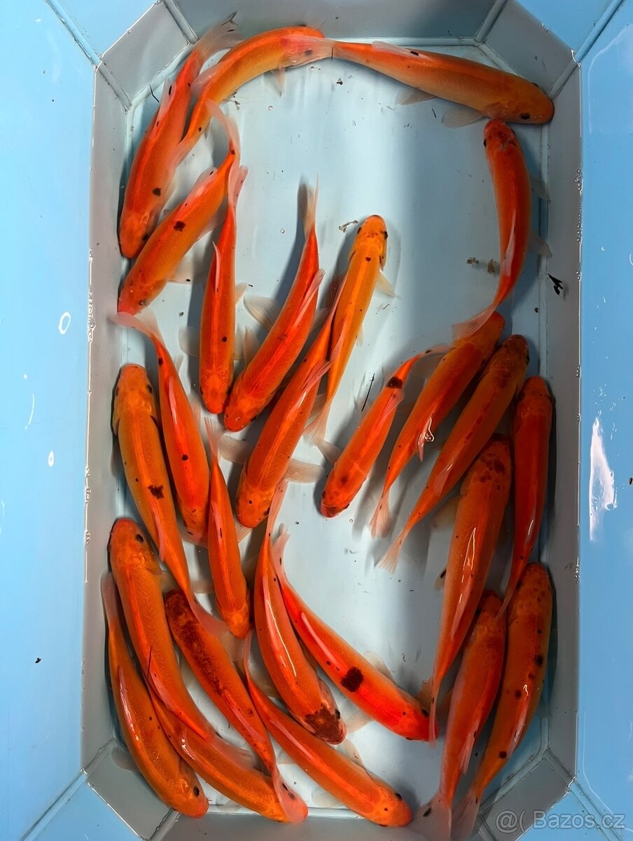 Jezírkové ryby - 11