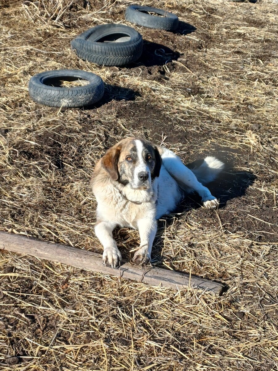 Moskevský strážní pes - 11