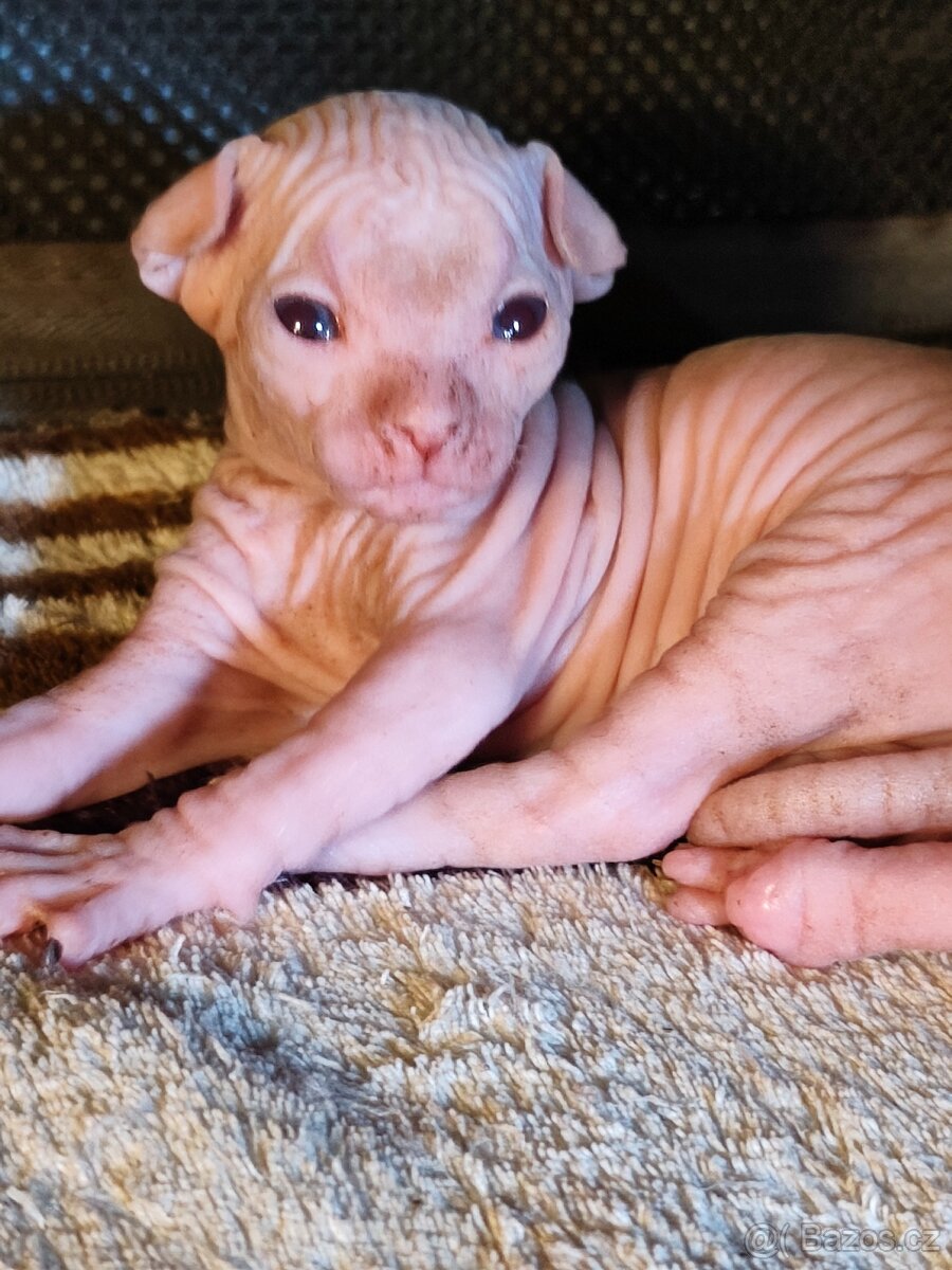 Kanadský sphynx - 11