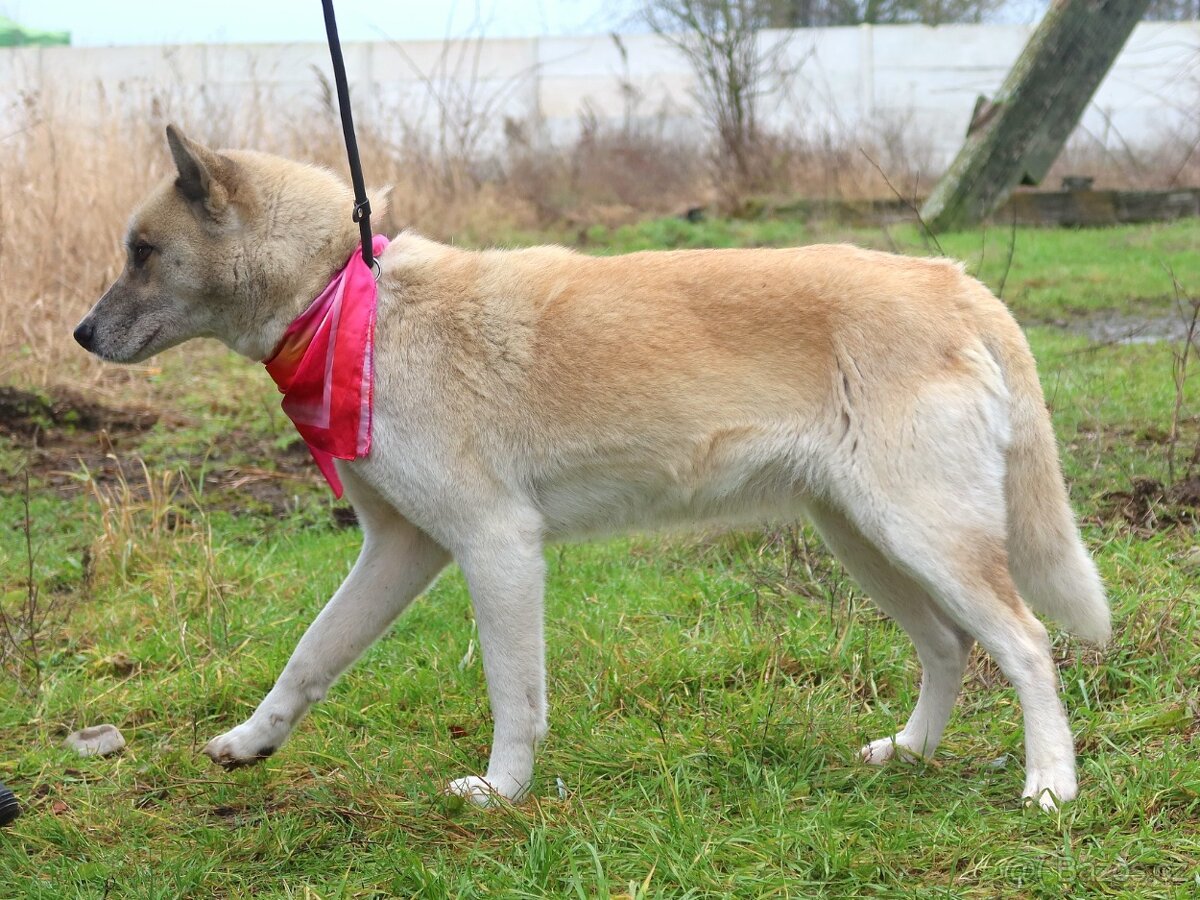 Dafne hledá domov - 11