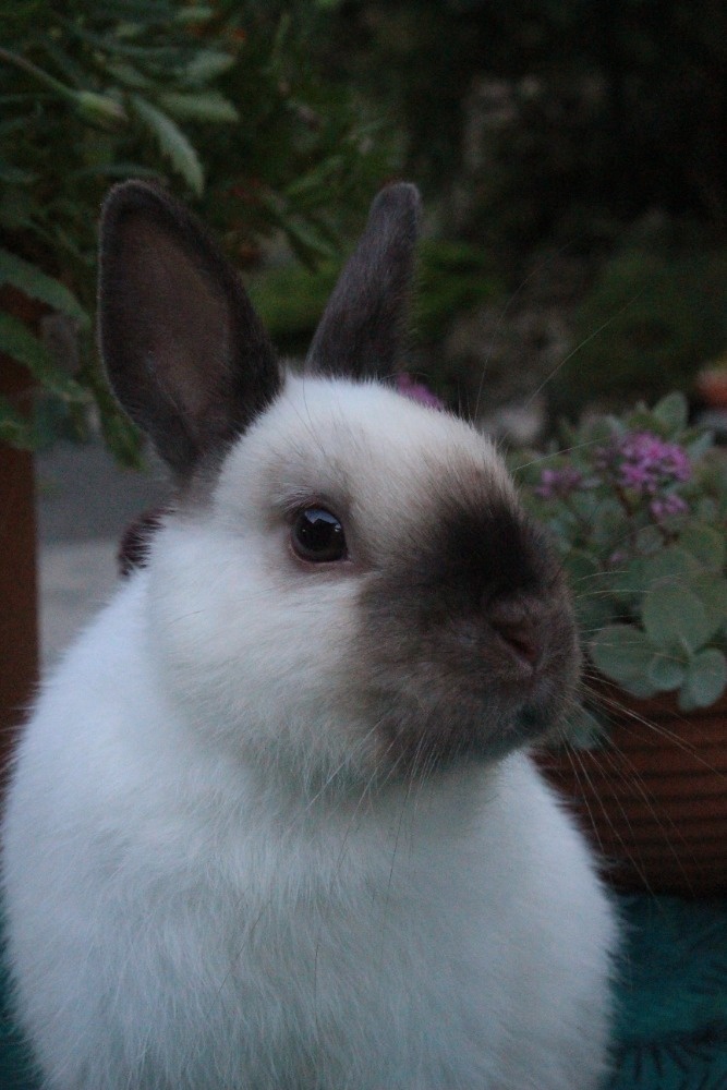 Zakrslý siamský žlutý oceněná mláďata - 11