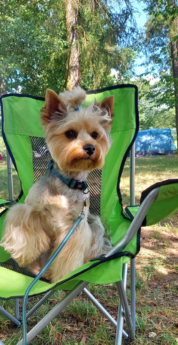 Jorkšírsky teriér, krytí Ne na prodej - 11