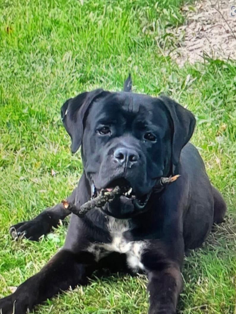 Cane Corso štěňátka BEZ PP - 11
