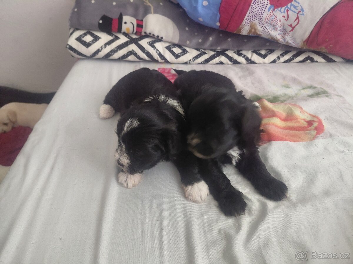 Štěňata bišona na prodej - 11