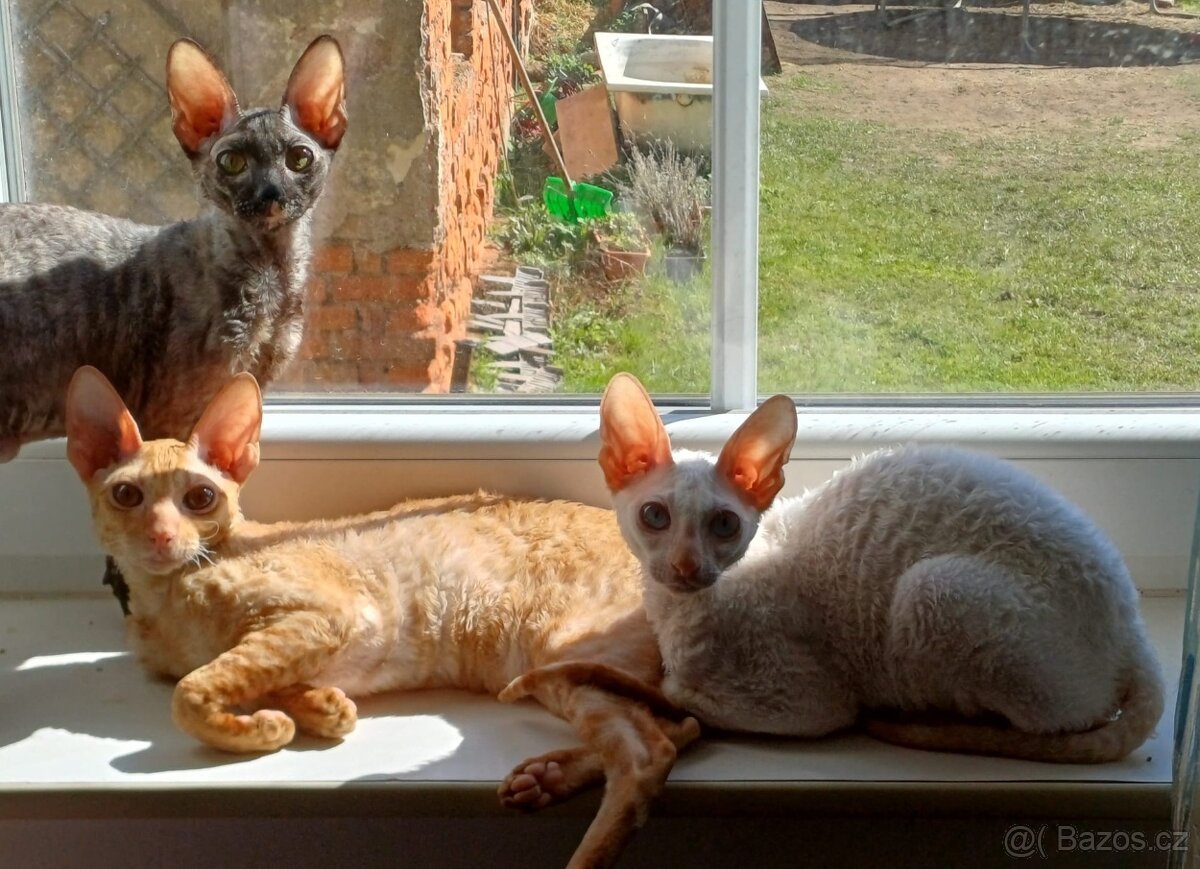 Koťata Cornish Rex s PP - 11