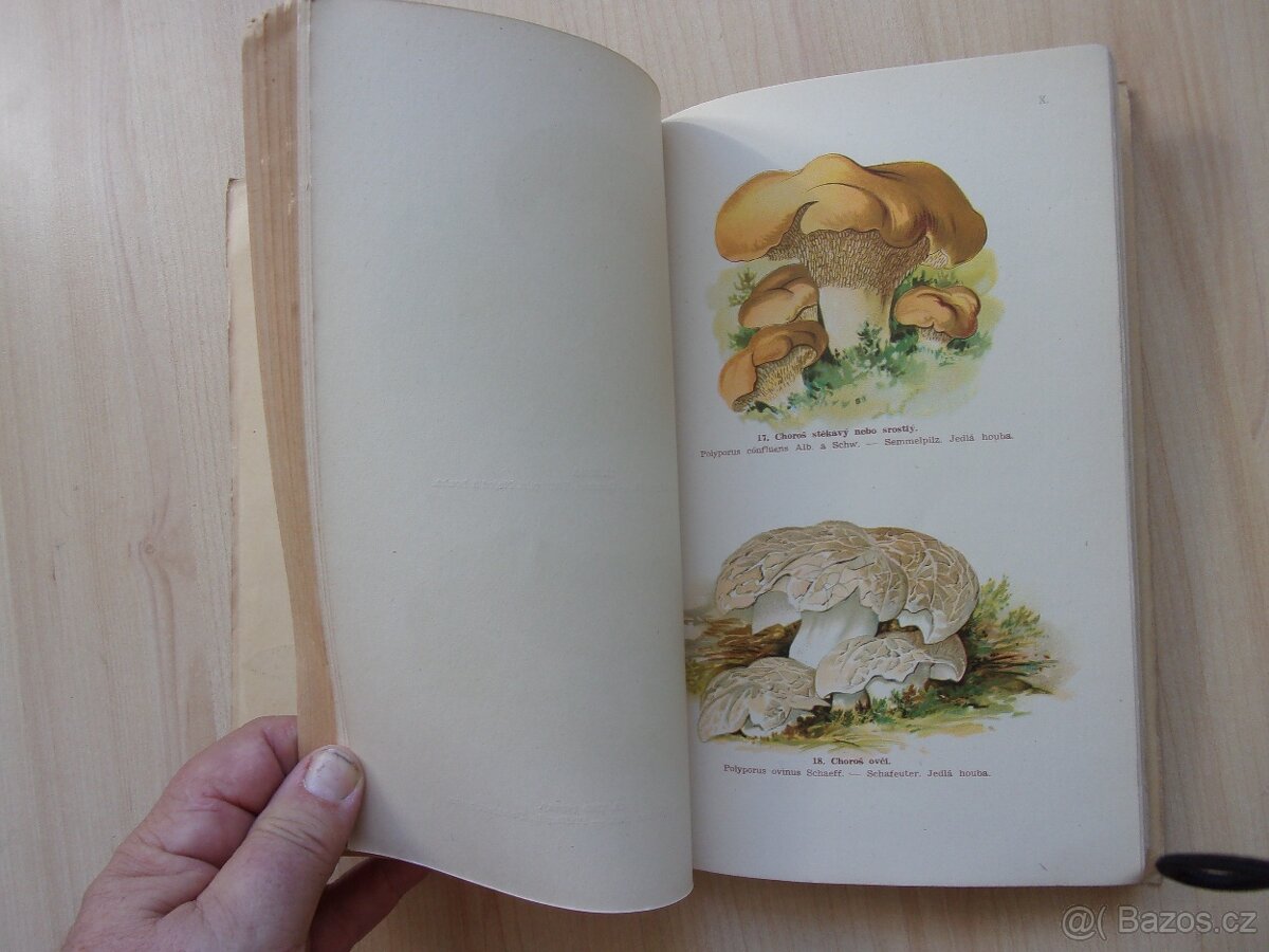 JAN JOHN - PŘÍRODOPIS HUB - HOUBY JEDLÉ A JEDOVATÉ - 11