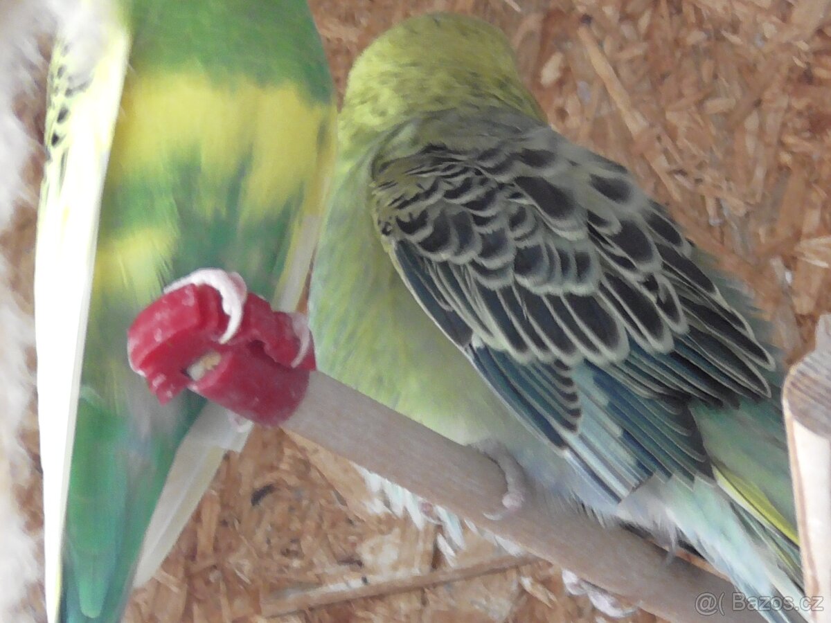 Prodám andulky různých barev - 11