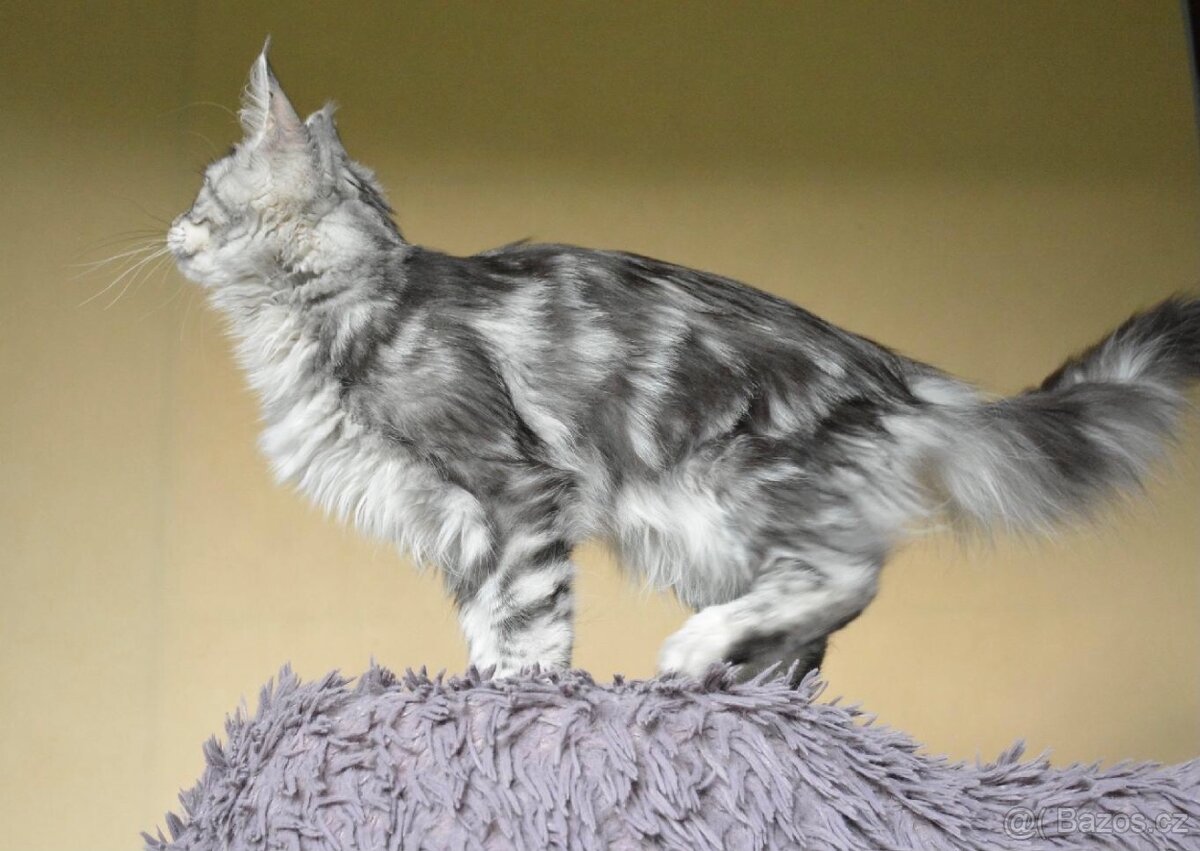 Krásná kočička MCO s PP - 11