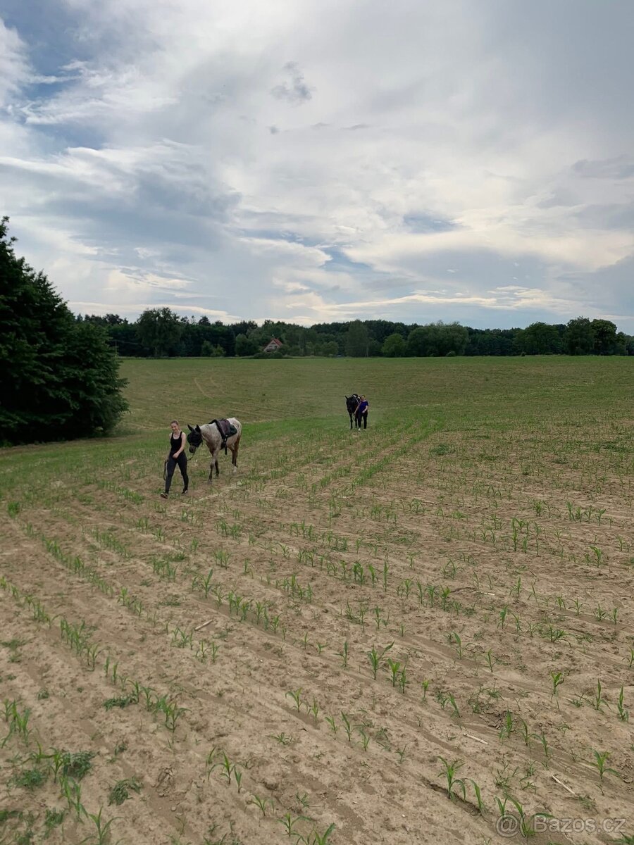 Nabízím netradiční ustájení 24/7 - 11