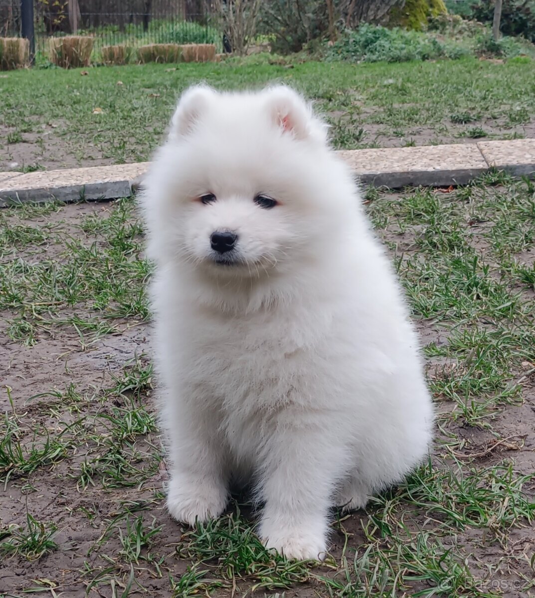 Štěňátka samojeda s PP - 11