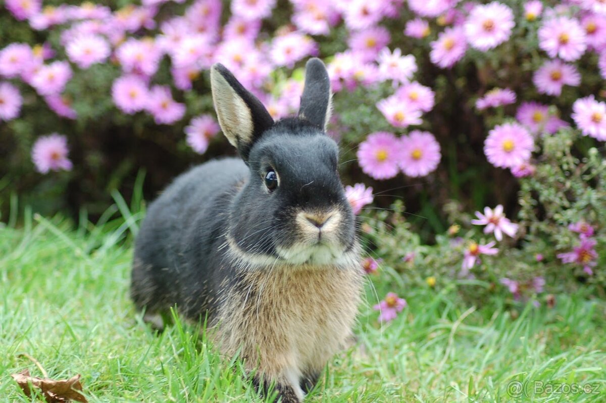 Kralíčci Teddy X Lvíček - 11