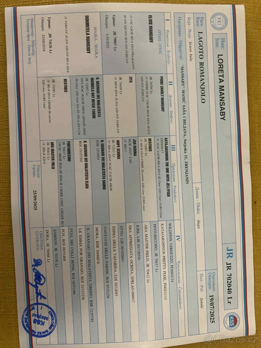 Šteňátka Lagotto Romagnolo - 11