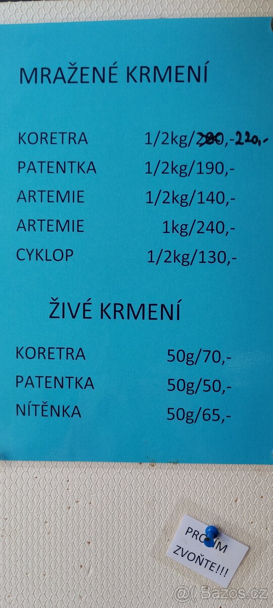 Čtverzubec trpasličí - 11