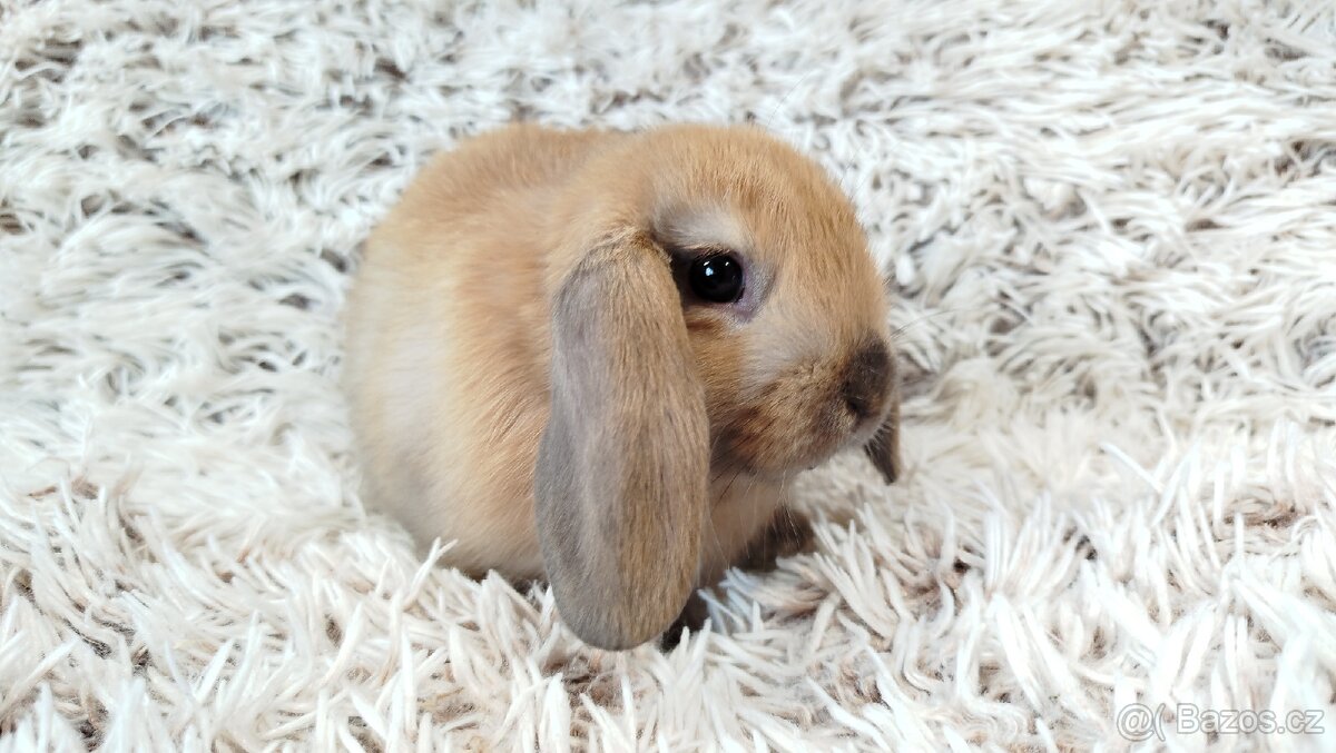 Zakrslý beránek, králíček, králík - JIJI - 11