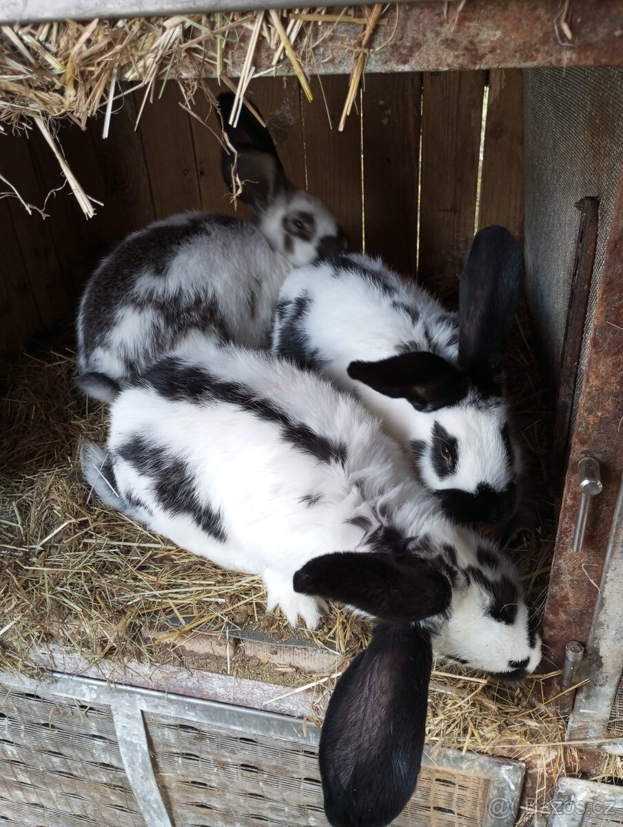 Německý obrovitý strakáč, belgický obr+Nos,Bu - 11