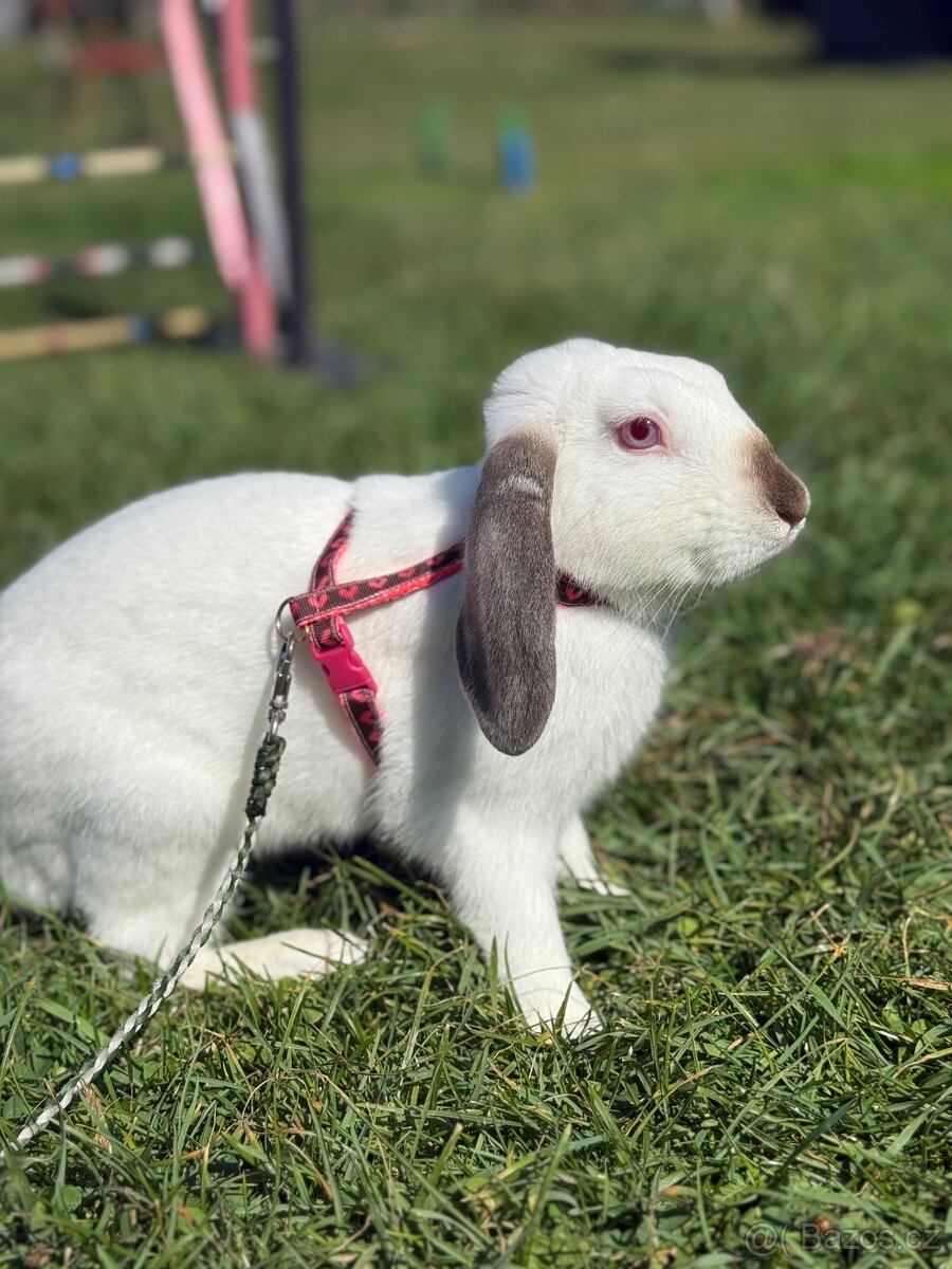 Nabízím předváděcí akci králičího hopu - 11