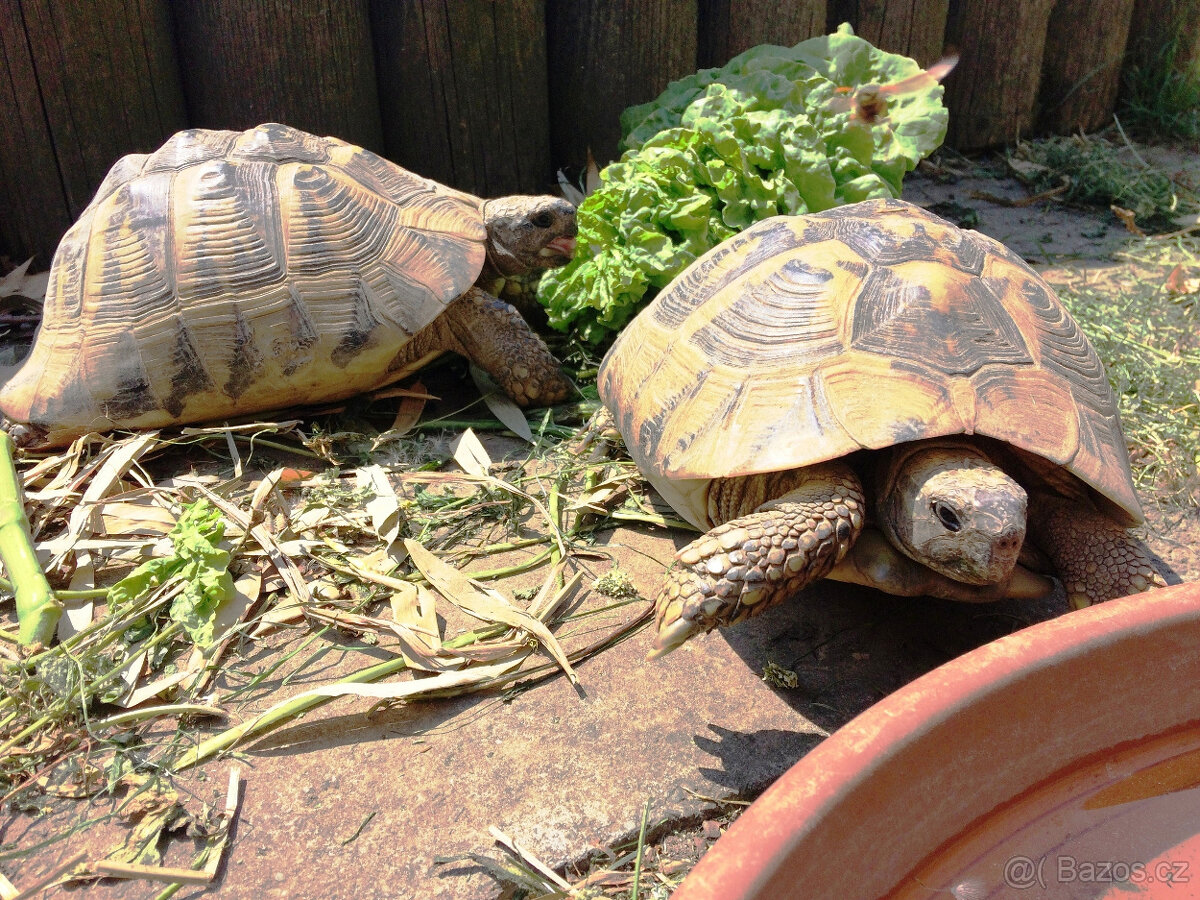 želva zelenavá a vroubená- odrostlá mláďata - 11
