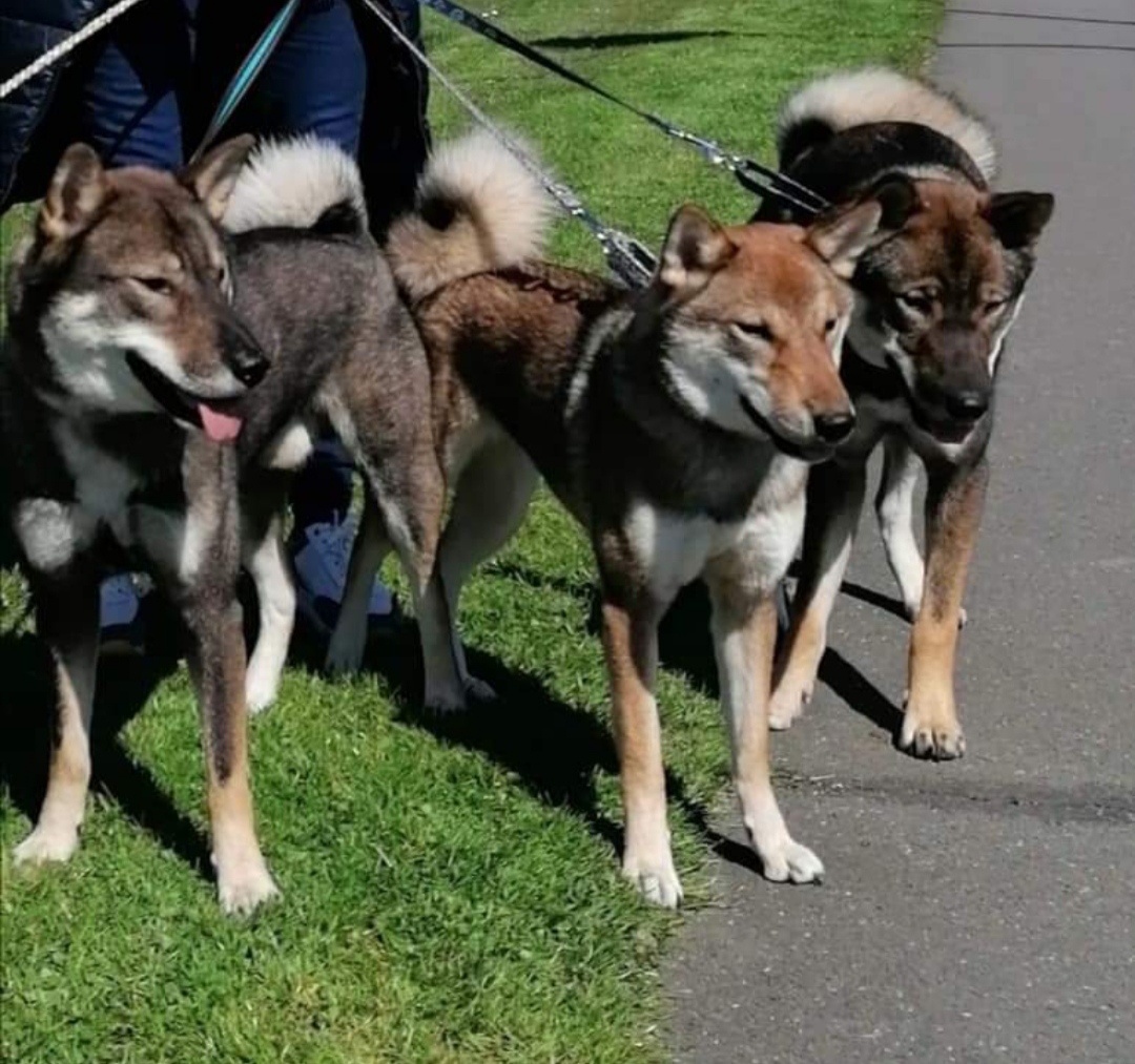 Československý vlčák - Shikoku - 11