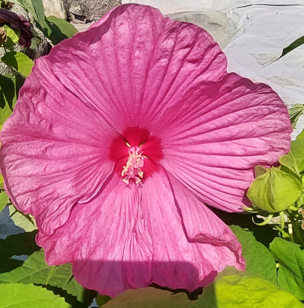 Ibišek bahenní-americký - 11