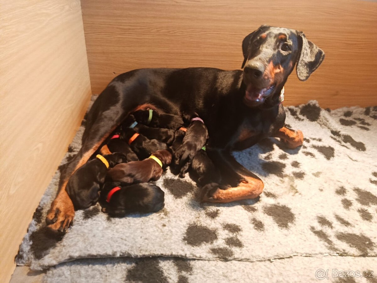 Dobrman, zdravá, krásná štěnata s PP - 11
