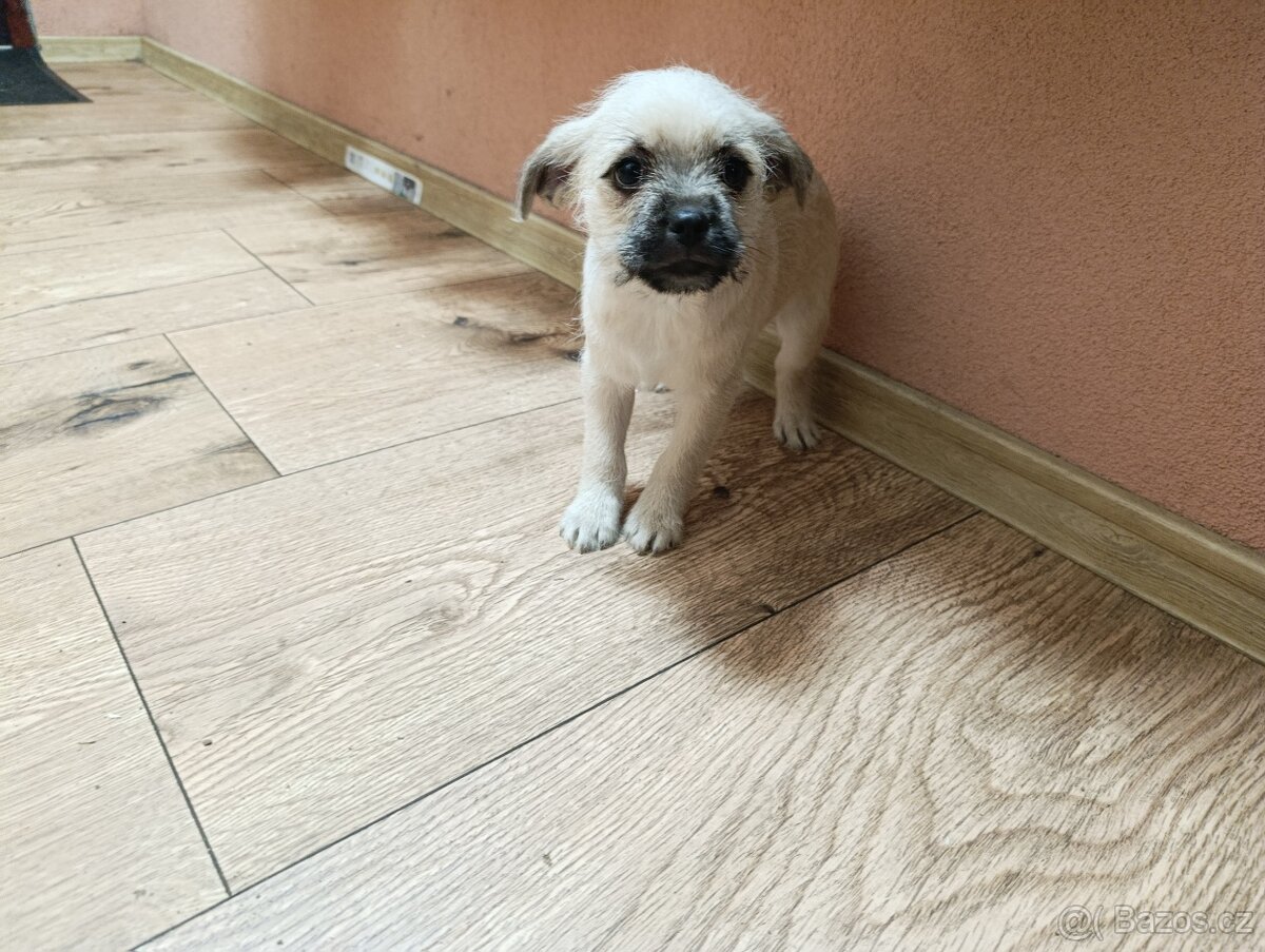 Jorkšírský teriér x maltézský psík - 11