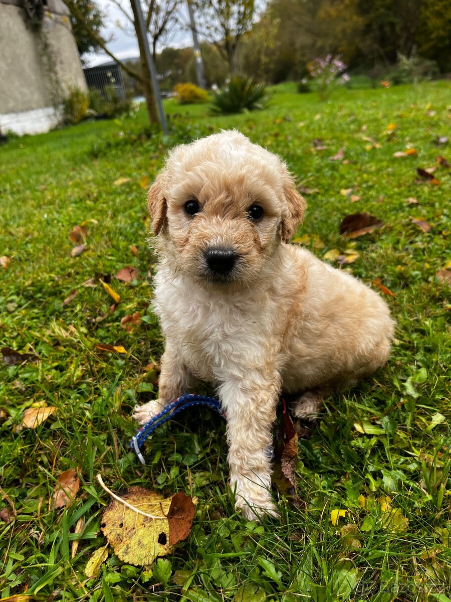Goldendoodle šteniatka F2 - 11
