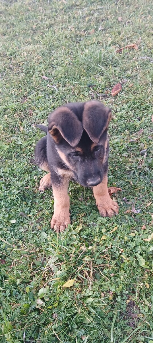 Německý ovčák-šťěně - 11