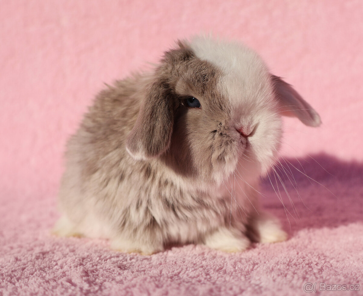 Zakrslí beránci NHD modrá očka . - 11