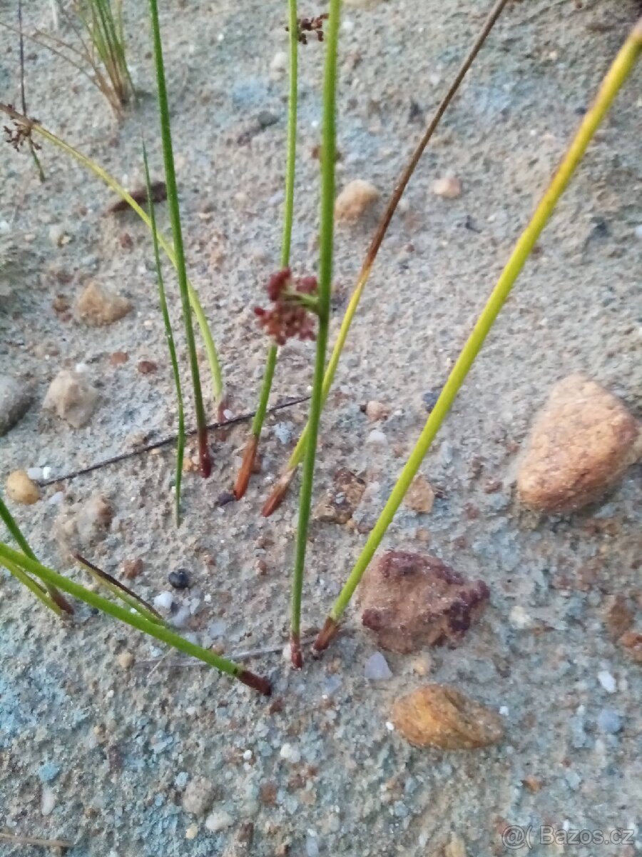 Dekorace do akvária - 11