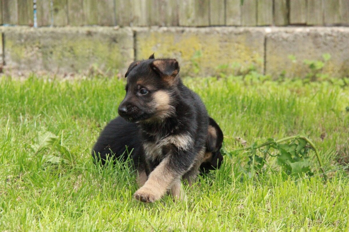 Německý ovčák - štěňata jen s PP - 11